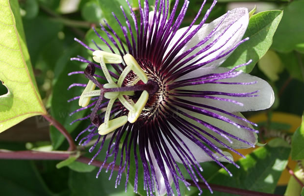 Bild von Passiflora ‚Violetta‘ – Passionsblume