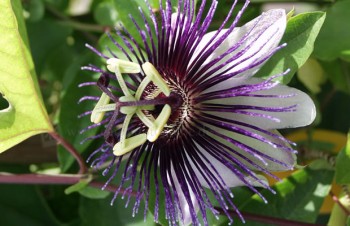 Thumbnail Passiflora ‚Violetta‘ – Passionsblume