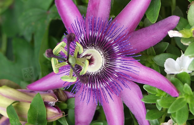 Bild von Passiflora ambigua ‚Amethyst‘ – Passionsblume