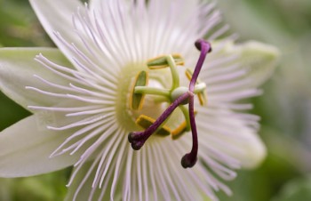 Thumbnail Passiflora edulis – Maracuja