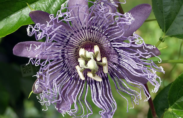 Bild von Passiflora flavicarpa ‚Elizabeth‘ – Passionsblume