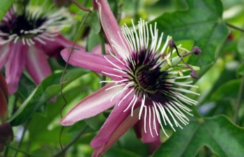 Thumbnail Passiflora x violacea – Passionsblume