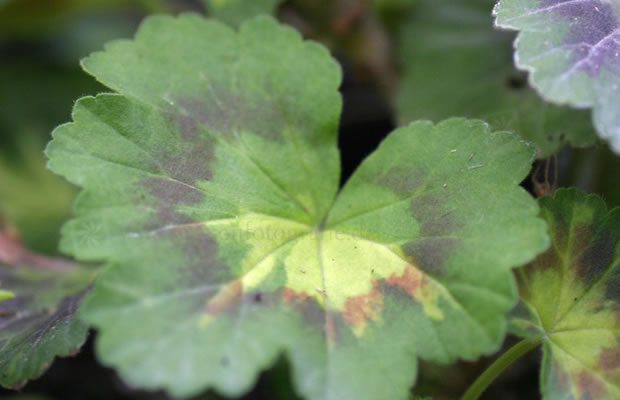 Bild von Pelargonium ‚Happy Thought‘ – Blattschmuck-Geranie, Pelargonie