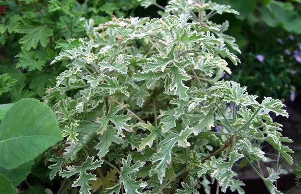 Bild von Pelargonium ‚Lady Plymouth‘ – Blattschmuck-Duftgeranie, Pelargonie, Duftgeranie, Blattschmuck-Geranie, Duftpelargonie