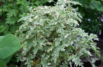 Thumbnail Pelargonium ‚Lady Plymouth‘ – Blattschmuck-Duftgeranie