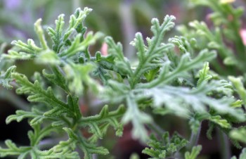 Thumbnail Pelargonium dimeierii ‚Rosmarie‘ – Duft-Pelargonie