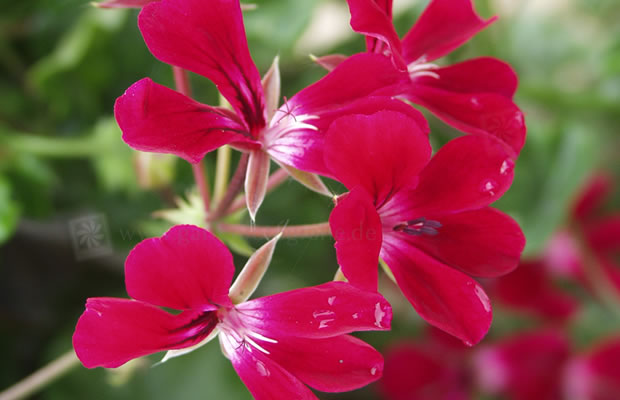 Bild von Pelargonium peltatum ‚Dresdner Liliett‘ – Efeupelargonie Hängegeranie, Hängepelargonie