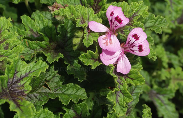 Bild von Pelargonium quercifolium – Duftgeranie, Pelargonie