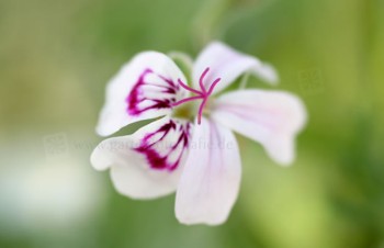 Thumbnail Pelargonium  ‚Blandfordianum‘ – Pelargonie