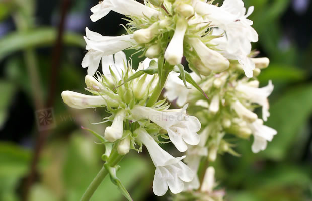 Bild von Penstemon confertus – Bartfaden