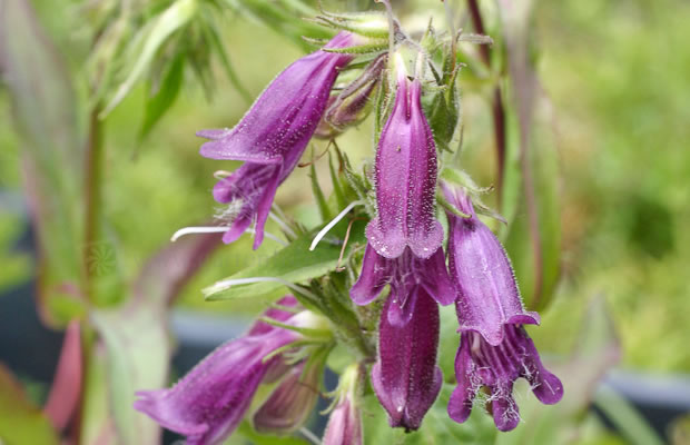 Bild von Penstemon whippleanus – Whipple’s Bartfaden, Arizona Bartfaden