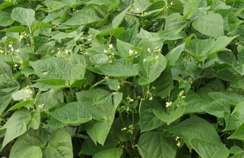Thumbnail Phaseolus vulgaris var. nanus – Buschbohne
