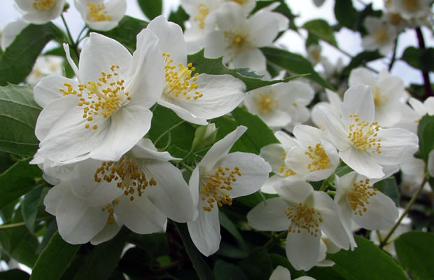 Bild von Philadelphus coronarius – Pfeifenstrauch, Falscher Jasmin