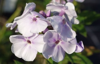 Thumbnail Phlox paniculata ‚Lavendelwolke‘ – Stauden-Phlox