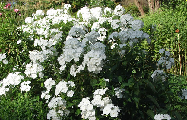 Bild von Phlox paniculata ‚Schneeferner‘ – Stauden-Phlox, Stauden-Flammenblume, Hoher Phlox, Hohe Flammenblume, Rispige Flammenblume, Rispiger Phlox, Herbstflieder