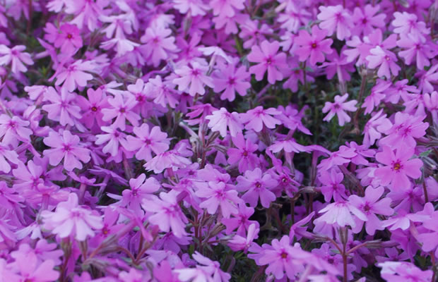 Bild von Phlox subulata ‚Brittonii‘ – Moos-Phlox, Polster-Phlox, Teppich-Phlox