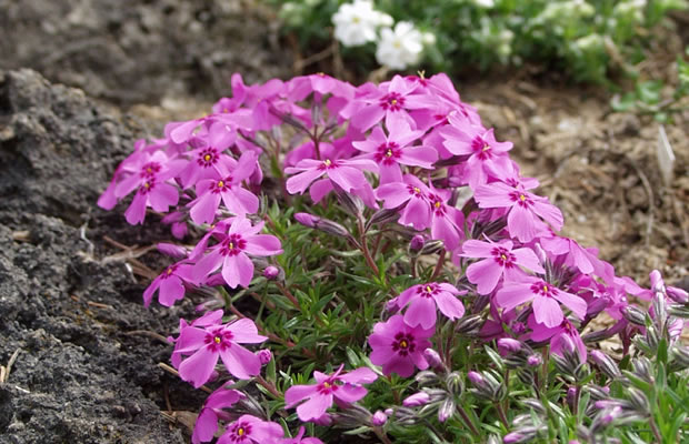 Bild von Phlox subulata ‚Sprite‘ – Moos-Phlox, Polster-Phlox, Teppich-Phlox