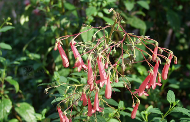 Bild von Phygelius capensis – Kap-Fuchsie, Kafferlilie, Fünferling