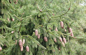 Thumbnail Picea abies ‚Acrocona‘ – Gemeine Fichte