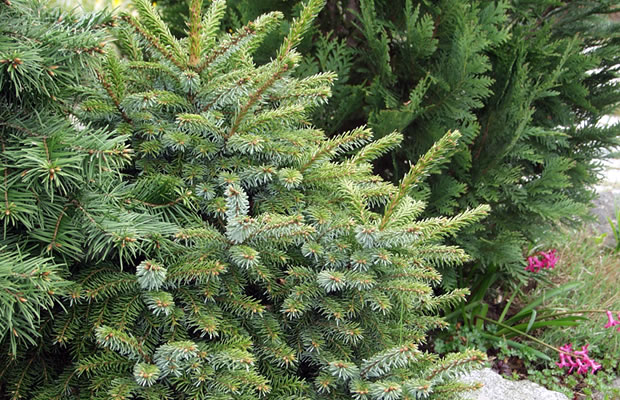 Bild von Picea abies ‚Pygmaea‘ – Zwerg-Fichte, Gnom-Fichte, Rot-Fichte, Rot-Tanne