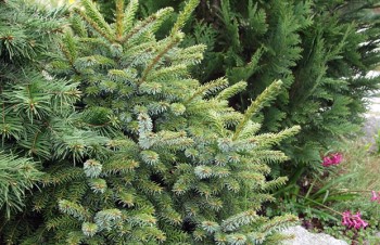 Thumbnail Picea abies ‚Pygmaea‘ – Zwerg-Fichte