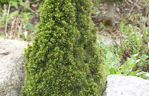Bild von Picea glauca ‚Laurin‘ – Zwerg-Zuckerhutfichte, Schimmel-Fichte