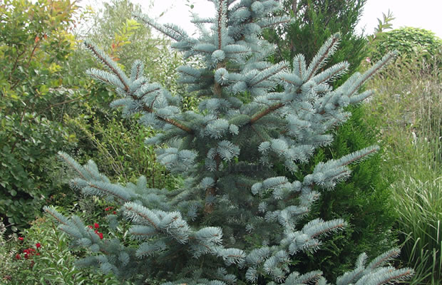 Bild von Picea pungens ‚Koster‘ – Blau-Fichte, Colorado-Fichte, Stech-Fichte