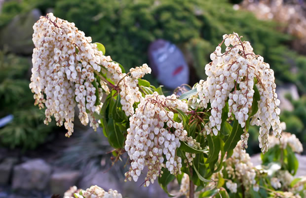 Bild von Pieris japonica – Japanische Lavendelheide