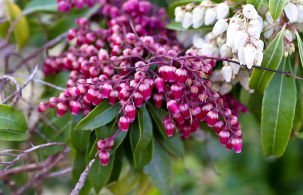 Bild von Pieris japonica ‚Valley Valentine‘ – Japanische Lavendelheide