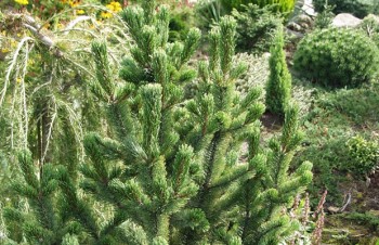 Thumbnail Pinus aristata – Grannen-Kiefer