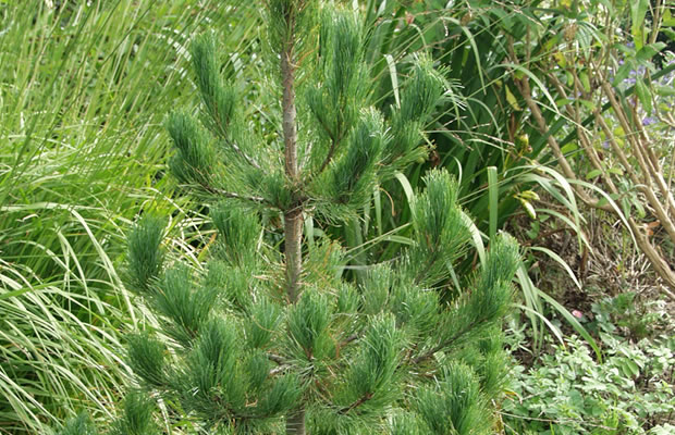 Bild von Pinus cembra – Zirbelkiefer, Arbe, Arve, Zirbe, Zirbel