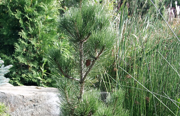 Bild von Pinus heldreichii ‚Compact Gem‘ – Schlangenhaut-Kiefer, Panzerkiefer, Dolomiten-Kiefer, Heldreichs Kiefer, Lorica-Kiefer