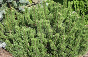 Thumbnail Pinus mugo ‚Bubikopf‘ – Bergkiefer