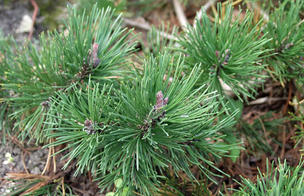 Bild von Pinus mugo ‚Frisby‘ – Bergkiefer