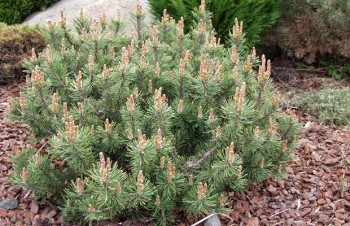 Thumbnail Pinus mugo ‚Krauskopf‘ – Bergkiefer
