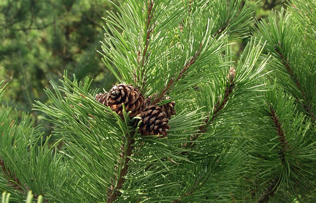 Bild von Pinus mugo – Bergkiefer