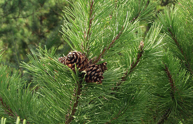 Pinus mugo Bergkiefer › PflanzenReich