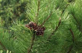 Thumbnail Pinus mugo – Bergkiefer