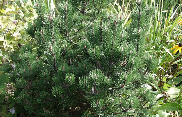 Bild von Pinus mugo ‚Laurin‘ – Bergkiefer