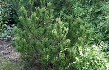 Thumbnail Pinus mugo ‚Pal Maleter‘ – Bergkiefer