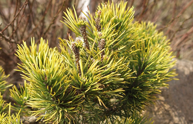 Bild von Pinus mugo ‚Winter Gold‘ – Bergkiefer