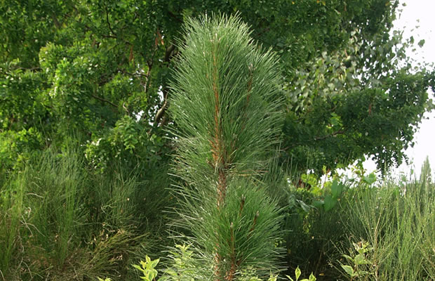 Bild von Pinus nigra ‚Obelisk‘ – Säulen-Schwarzkiefer, Schwarzföhre