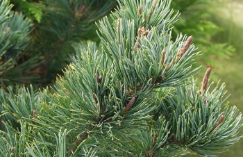 Thumbnail Pinus pumila ‚Glauca‘ – Zwerg-Kiefer