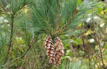 Thumbnail Pinus strobus ‚Fastigiata‘ – Weymouth-Kiefer