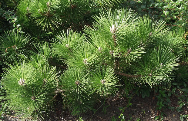 Bild von Pinus thunbergii ‚Banshoho‘ – Japanische Schwarzkiefer, Thunbergs Kiefer