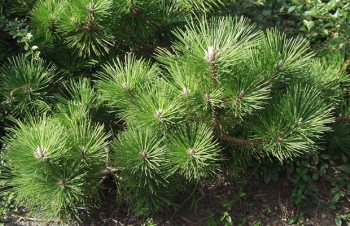Thumbnail Pinus thunbergii ‚Banshoho‘ – Japanische Schwarzkiefer