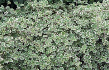 Thumbnail Plectranthus glabratus ‚Varigatus‘ – Weihrauchpflanze