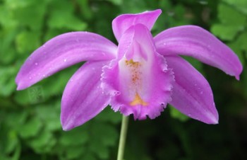 Thumbnail Pleione aurita – Tibetorchidee