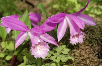 Thumbnail Pleione formosana – Tibetorchidee