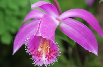 Thumbnail Pleione grex. ‚Tongariro Jackdraw‘ – Tibetorchidee